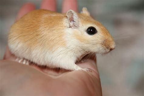 Banco de imagens : mamífero, Hamster, roedor, fauna, fechar-se, Bigodes ...