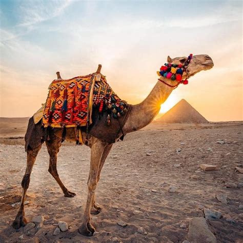 Pyramids Camel Ride (Cairo) - All You Need to Know BEFORE You Go