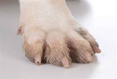 What Causes Yeast Infections On Dogs Paws