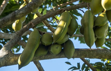 Real World Gardener Black Bean Tree in Plant of the Week | Real World Gardener-Horticulture ...