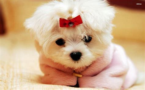 Baby Puppy Wallpapers - Wallpaper Cave