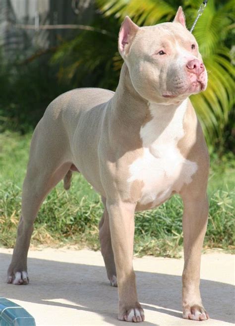 Pinterest | Pitbull dog breed, Cute dogs, Bully breeds dogs