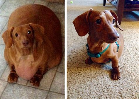 redditor lets their dog gets fat and posts before and after pictures, but swaps the photos ...