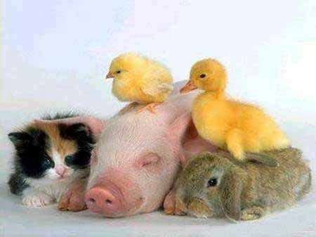 Adorable cute animals together that will make your heart melt