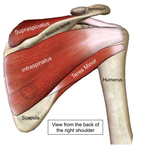 Shoulder Tendon Anatomy / The shoulder joint (glenohumeral joint) is a ...