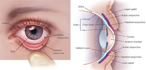 Human Eye Anatomy - Parts of the Eye and Structure of the Human Eye