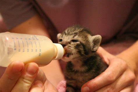 Alimentar a un gato recién nacido | Mascotas