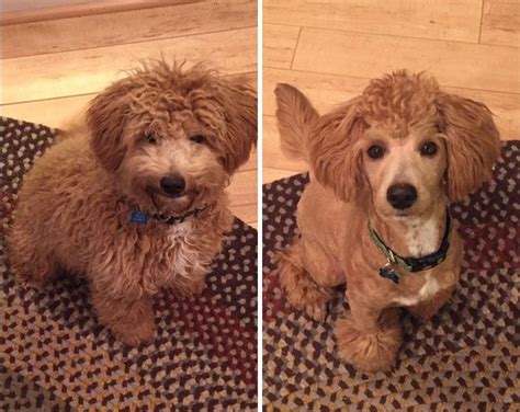 128 Dogs Before And After Their Haircuts (Add Yours) | Poodle haircut ...