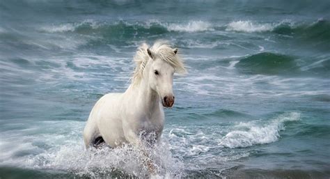 White horse running at beach wallpaper | Horses, Horse pictures, Most ...