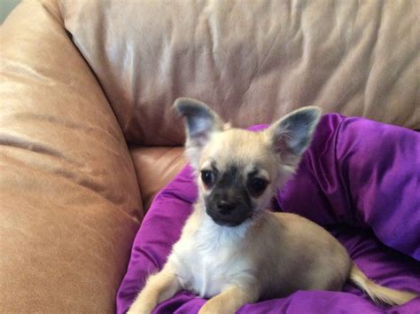Chihuahua Puppies For Sale In Michigan