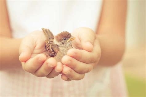 A Bird in the Hand: Meaning & Origin Revealed - A-Z Animals