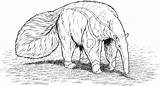 Anteater coloring page  Animals Town Animal color sheets sketch template