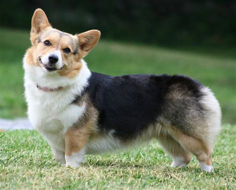 Pembroke Welsh Corgi | Fun Animals Wiki, Videos, Pictures, Stories