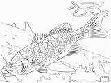 Bass Fish Coloring Pages At GetDrawings  Free Download sketch template
