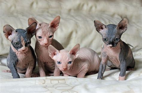 22 Very Beautiful Sphynx Cat Photos And Pictures