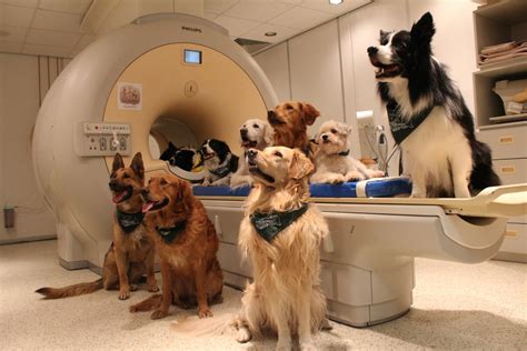 Dogs May Understand Even More Than We Thought | Scientific American