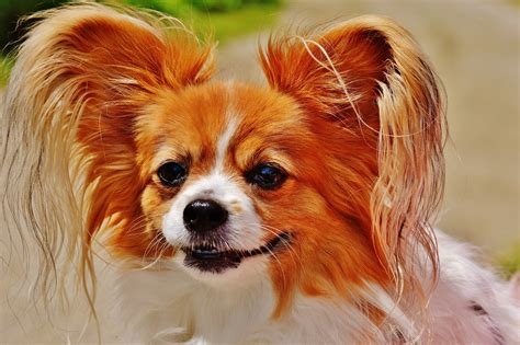 Free Images : cute, fur, pets, hairy, vertebrate, chihuahua, papillon, out, dog breed, cavalier ...