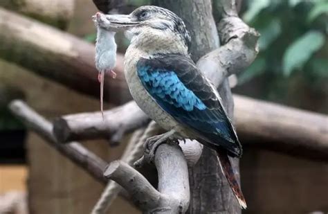 Kookaburra - Description, Habitat, Image, Diet, and Interesting Facts