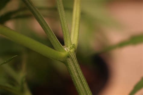 Is this a male preflower? - Cannabis Cultivation - Growery Message Board
