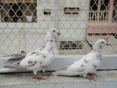 24 Tippler Pigeons ideas | pigeon, pigeon breeds, pigeon pictures