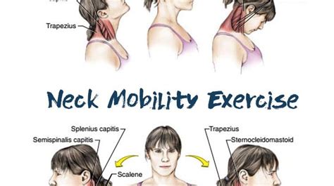 Neck Mobility Exercises We All Should Do Each Morning - The Health ...