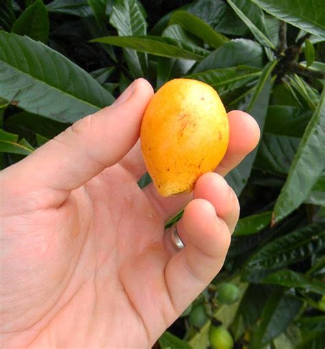 Florida Fruit Trees Identification | Fruit Trees