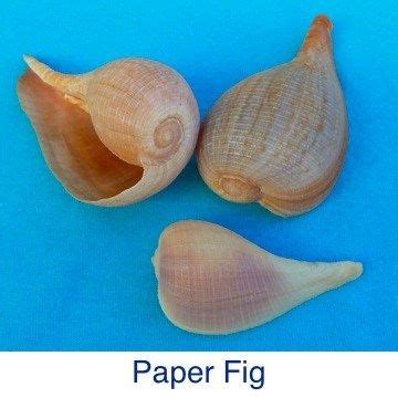 Fig- Paper | Seashell identification, Sea shells, Sanibel shells