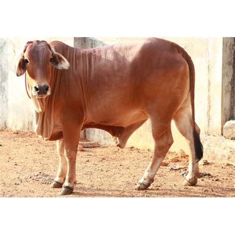 Brown Jersey Cow at 85000.00 INR in Karnal, Haryana | Kissan Dairy Karnal