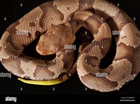 Juvenile Copperhead Snake Identification