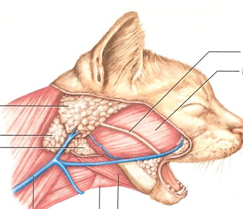 Zygomatic Salivary Gland Deep