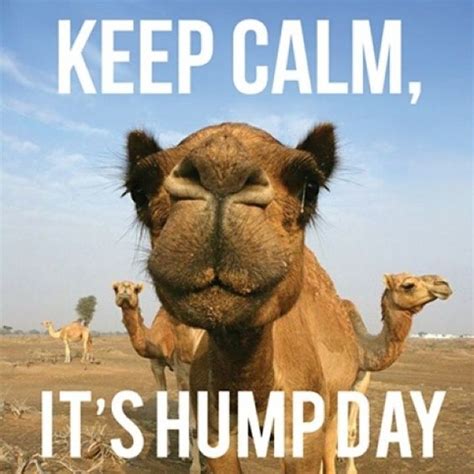 Keep Calm It;s Humpday quotes quote days of the week wednesday hump day hump day camel wednesday ...