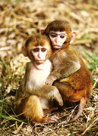 photograph of Assam macaques : Macaca assamensis Rare Animals, Strange ...