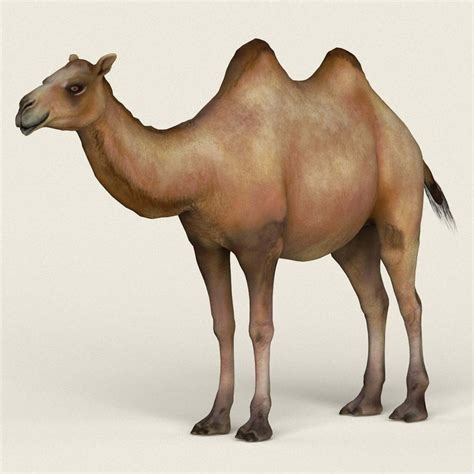 Camel - 3D Model by cganimalworld