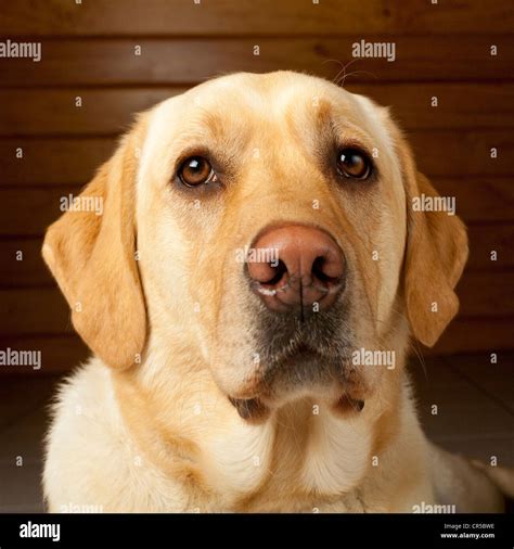 Where Do Golden Labradors Come From