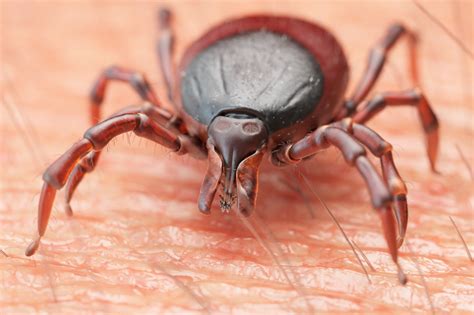 Tick-borne parasite that causes malaria-like disease found in UK for first time, scientists warn ...