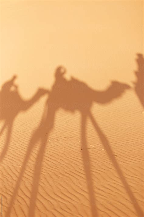 «Camel Shadow» del colaborador de Stocksy «Hillary Fox» - Stocksy