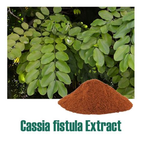 Cassia Fistula Extract - Standardized Botanical Extracts Manufacturer