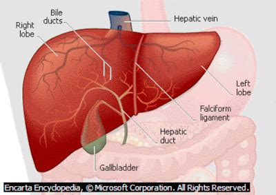Gambar Hati Manusia Gambar Struktur Letak Ukuran Setiap Lobulus Terdiri Atas di Rebanas - Rebanas