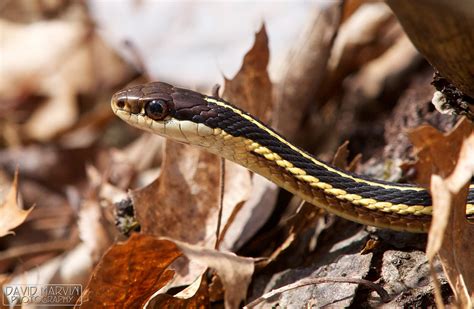 David Marvin Photography - Lansing, Michigan: Sneaky Snake