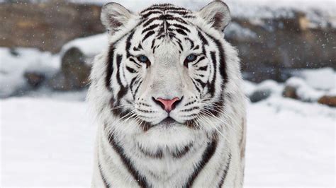 🔥 [70+] White Bengal Tiger Wallpapers | WallpaperSafari