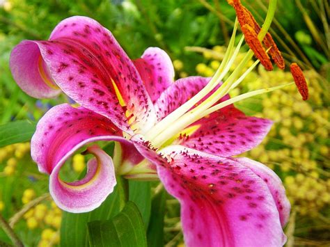 Beautiful-pink-Lily-Flowers (11) - 8463 - The Wondrous Pics