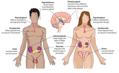 Premed HQ Endocrine System | Premed HQ