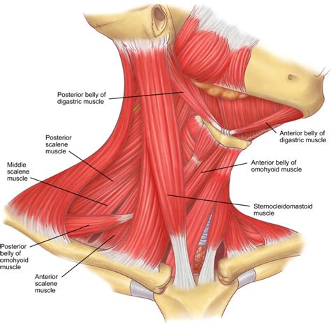 Anatomy Lesson: Neck musculature - Beautiful to the Core