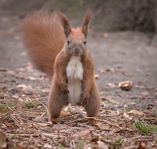 Red squirrel | Red squirrel (Sciurus vulgaris) standing upri… | Flickr