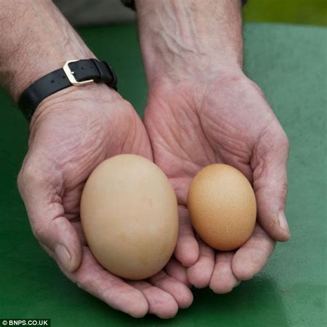 Farmer discovers chicken had laid huge 3in-tall egg after 'hearing strange squawking' | Daily ...