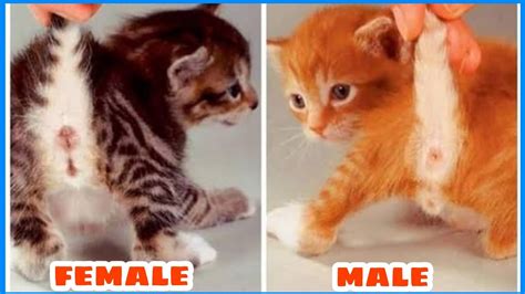 Male or female? | cat gender identification | cat sex identification ...