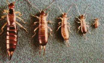 Earwig Extermination | Northwest Termite and Pest Control