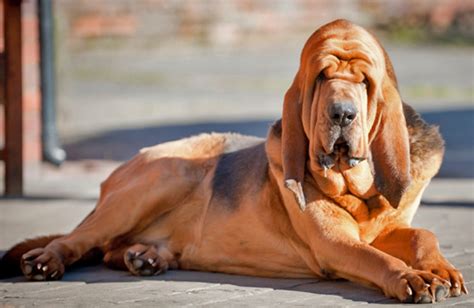 Himalayan Mastiff vs Bloodhound - Breed Comparison