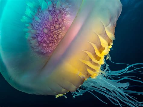 Jellyfish Image, South Africa | National Geographic Your Shot Photo of the Day