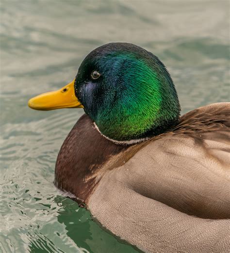 Identification of 10 Marsh Duck Species: an Updated Photographic Guide | Miles Hearn